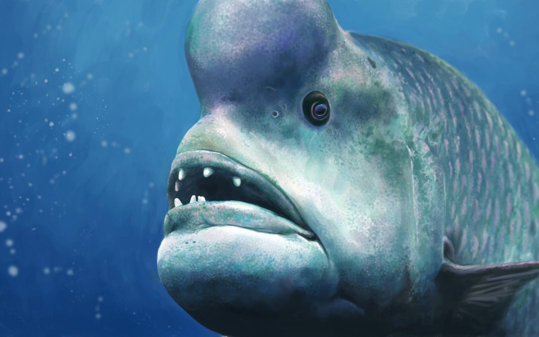 Top 7 Ugly Fish In 2021