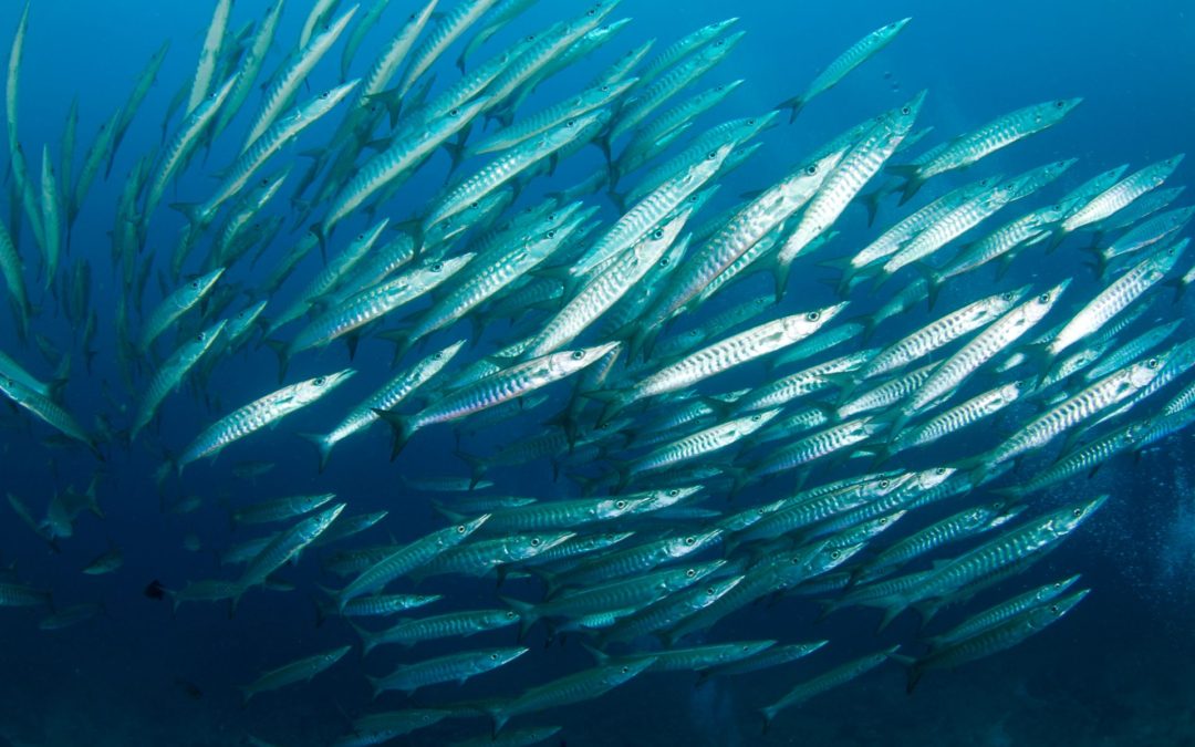 More Fish Equal Better Casts