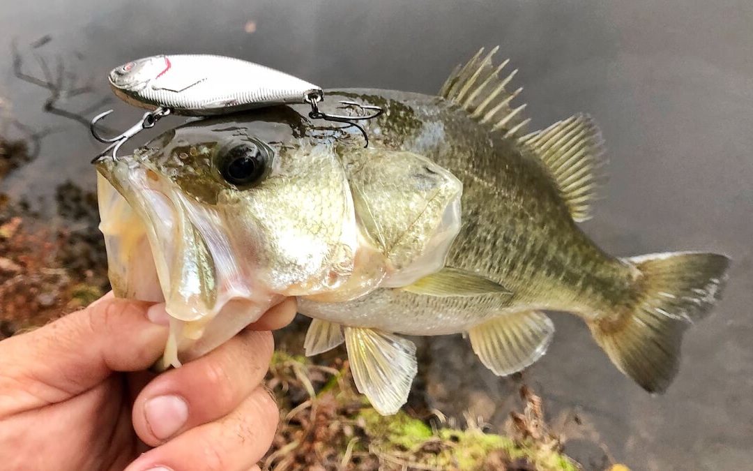 FALL BASS POND FISHING TIPS