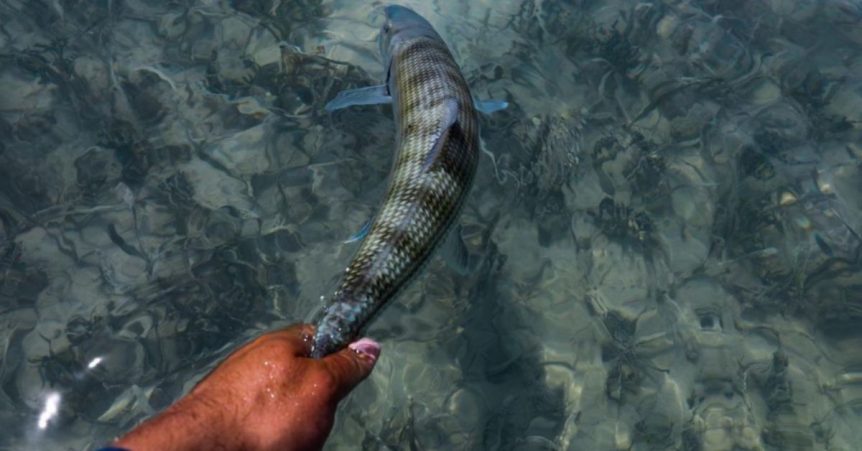 Inshore Essentials Every Anglers Needs